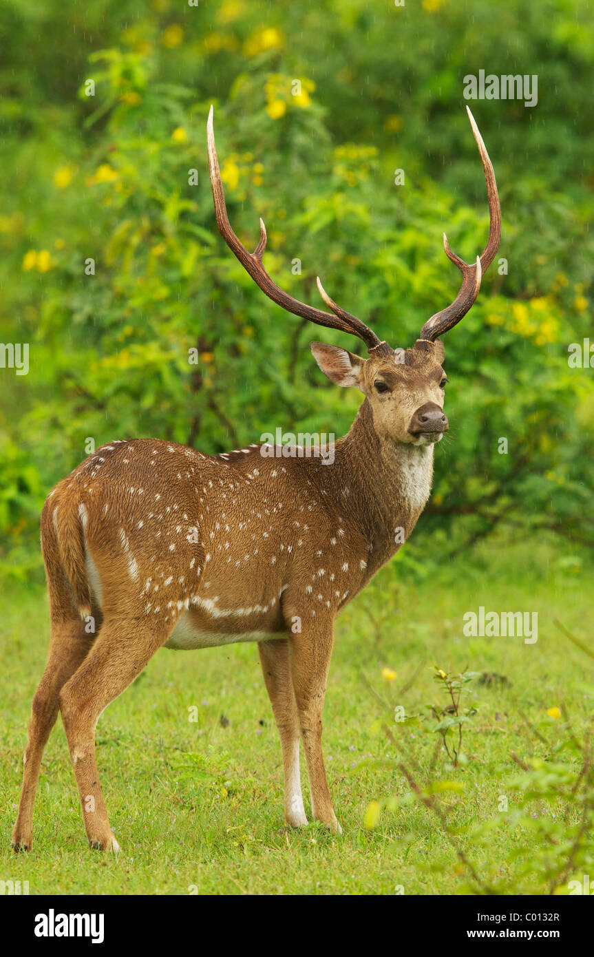 Eine männliche Hirsche Yala-Nationalpark Sri Lanka entdeckt Stockfoto