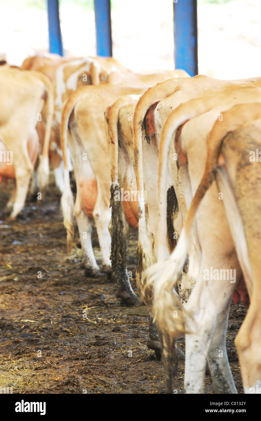 Dutzende von Kühe melken Schuppen in lokalen Farm zeigen ihre Rückseite warten Stockfoto