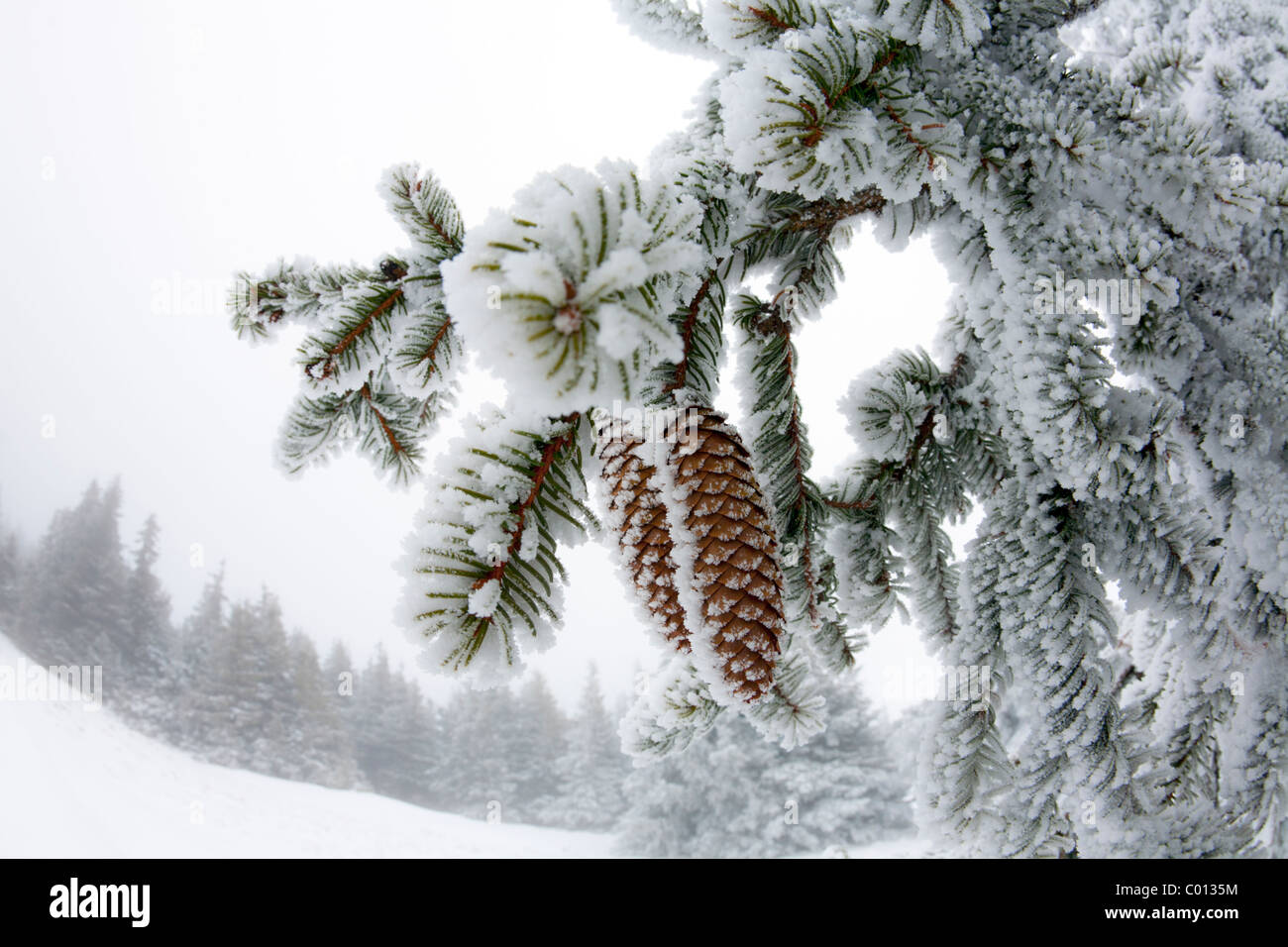 Frost bedeckt Zapfen der Fichte (Picea Abies) im Naturschutzgebiet der Vulkane der Auvergne (Frankreich). Stockfoto