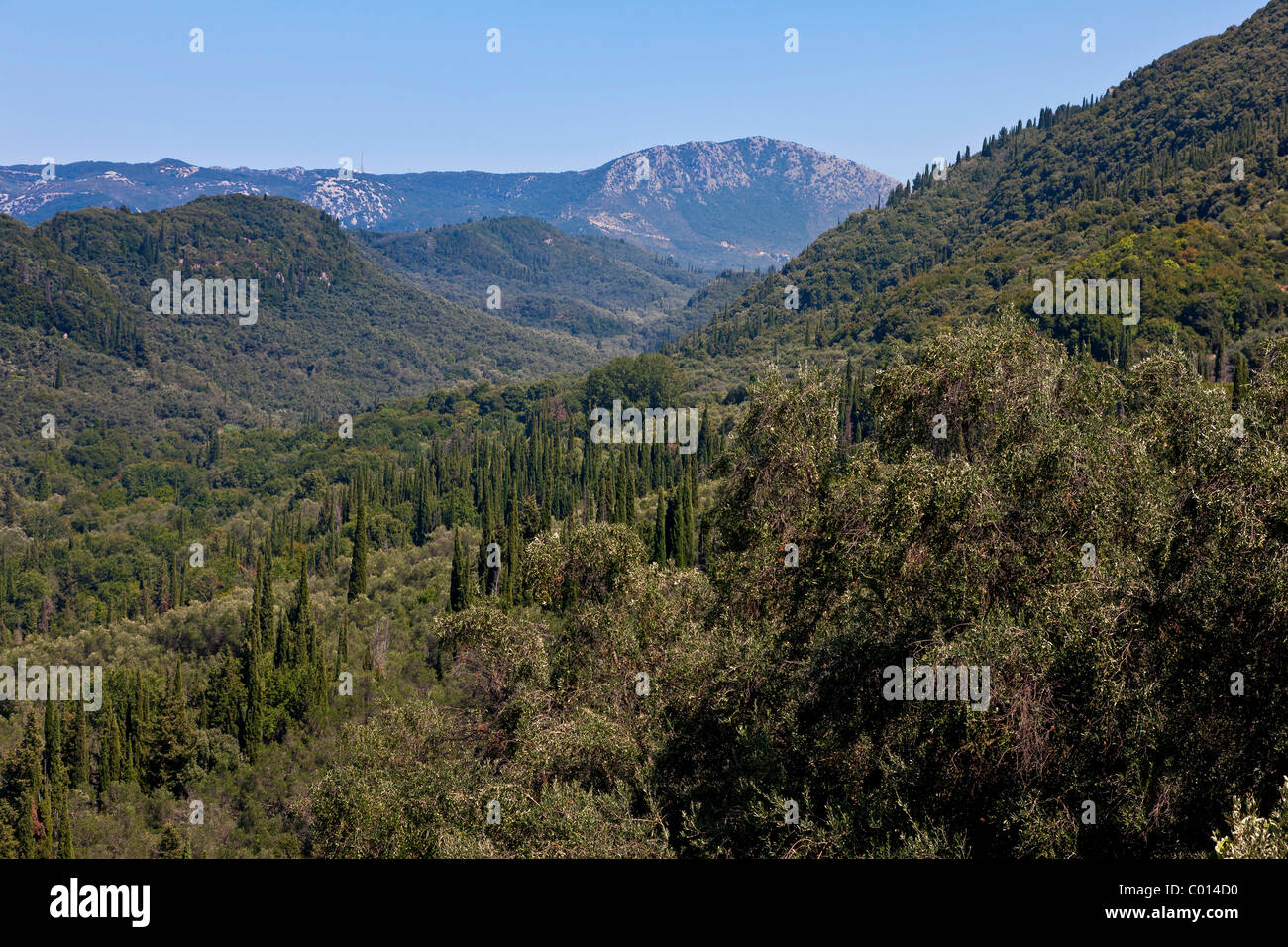 Oliven und Zypressen, Insel Korfu, Ionische Inseln, Griechenland, Süd-Europa Stockfoto