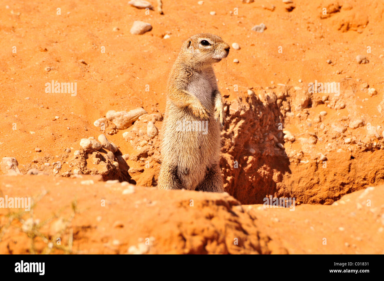 Kap-Borstenhörnchen (Xerus Inauris) in den Kgalagadi Transfrontier Park, Kalahari, Südafrika, Afrika Stockfoto