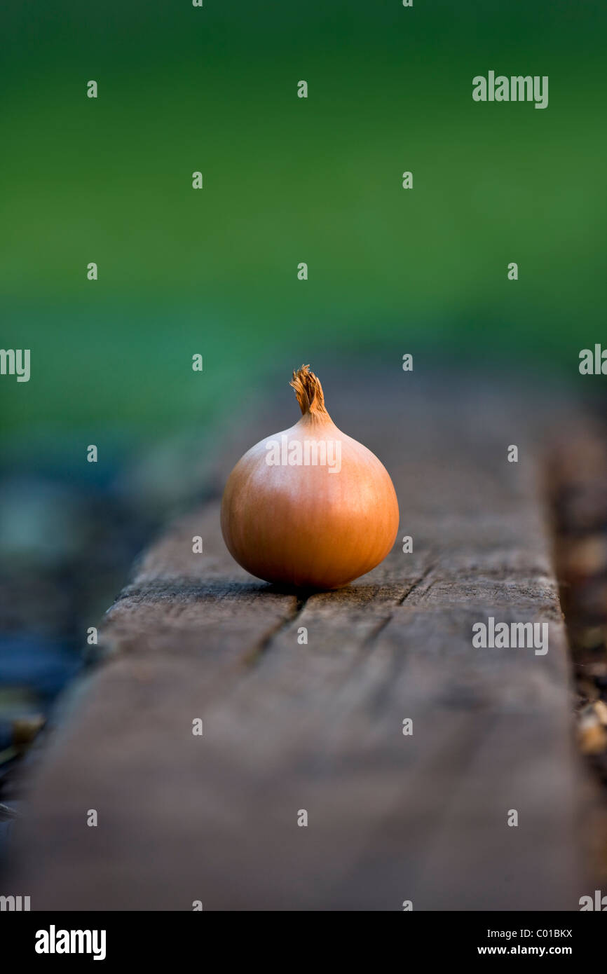 Eine Zwiebel in einem Garten Stockfoto