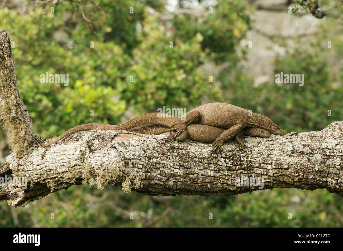 Warane Paarung, Yala-Nationalpark Sri Lanka Stockfoto