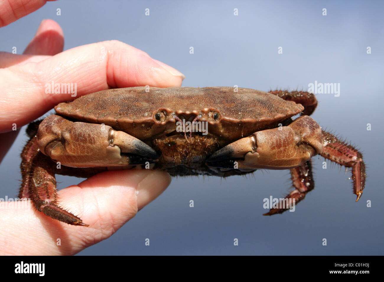 Essbare Krabbe Cancer Pagurus gefangen während Beamtrawling In den Fluss Mersey, Liverpool, Großbritannien Stockfoto