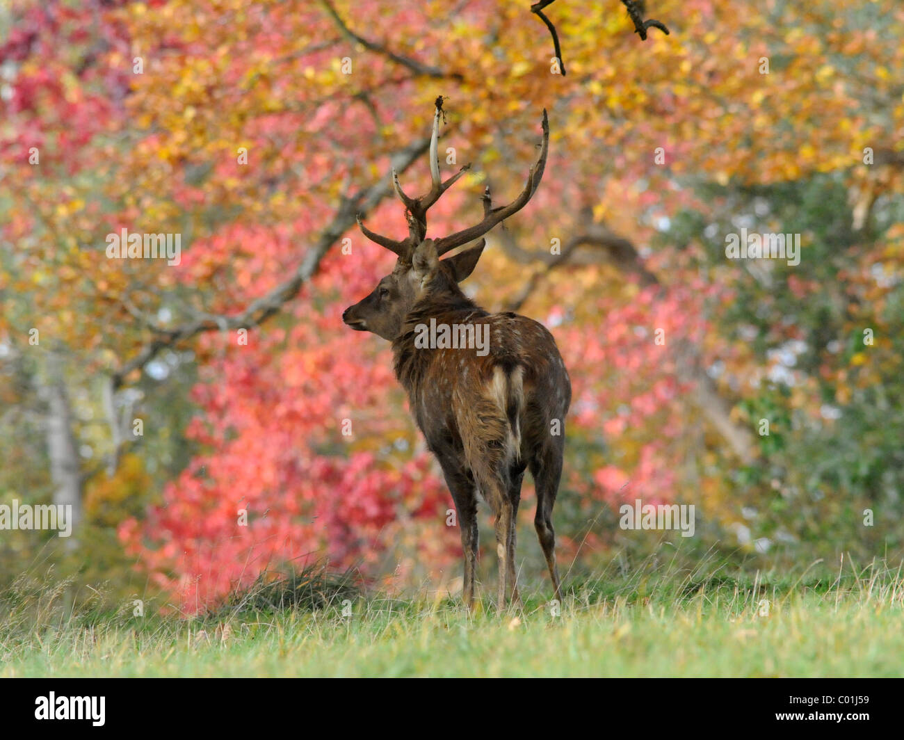 Ein junges Reh in unter Herbstlaub. Stockfoto