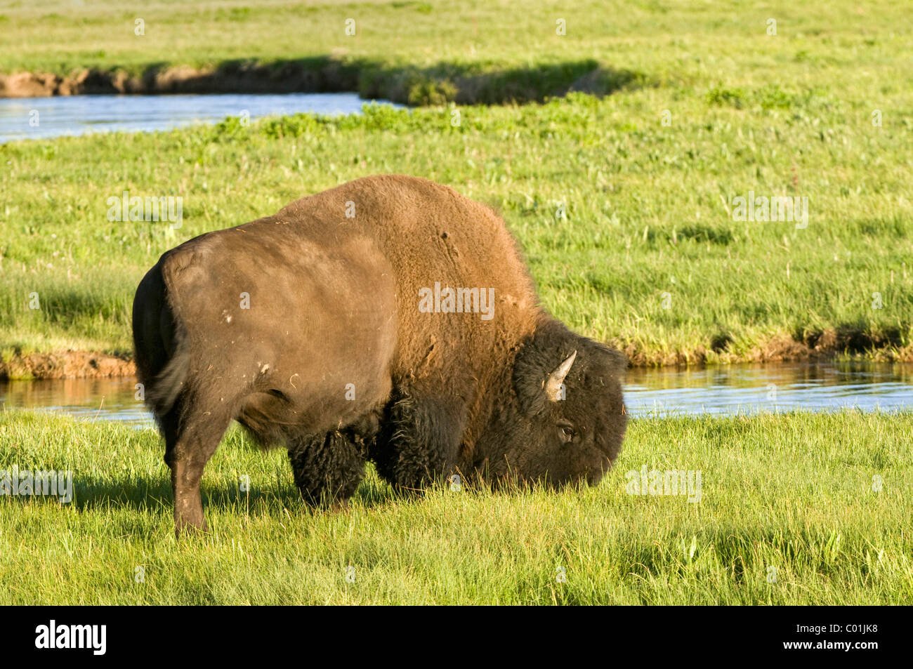 Bisons (Bison Bison) Bull, Yellowstone-Nationalpark, Wyoming, USA, Amerika Stockfoto