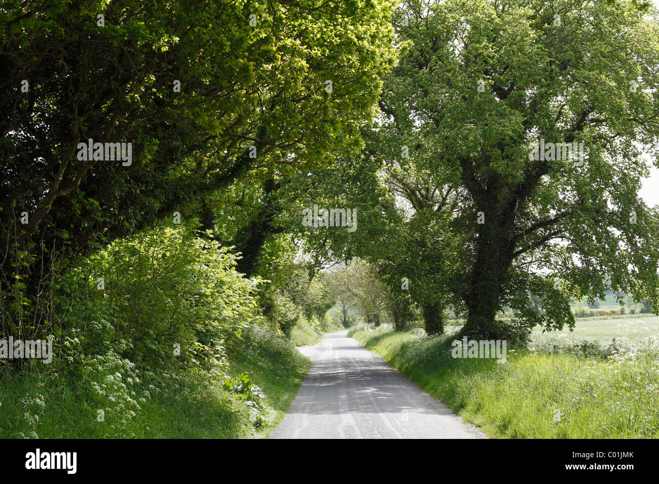 Allee, Monasterboice, County Louth, Leinster, Irland, Europa Stockfoto