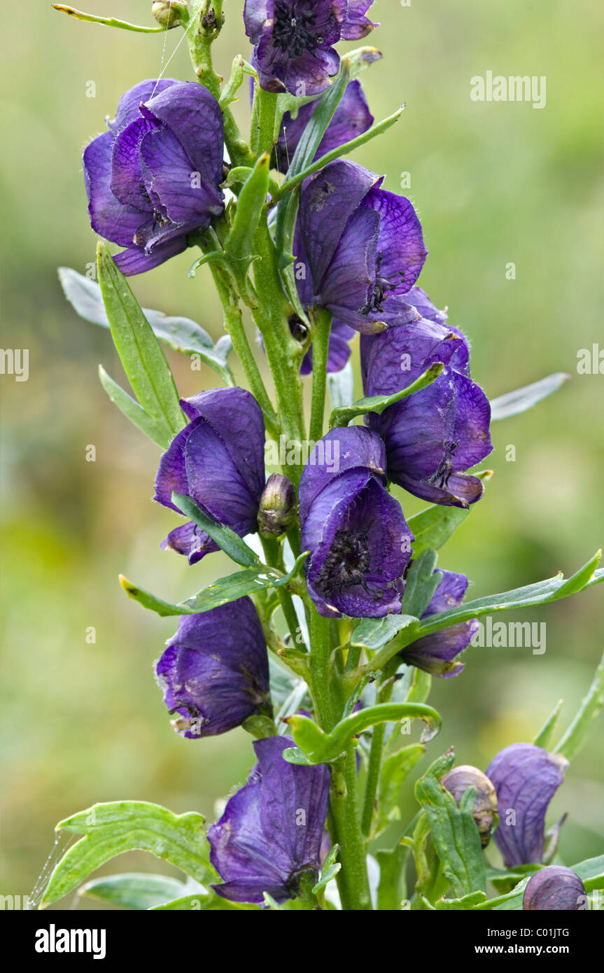 Aconitum (Aconitum Compactum), Nationalpark Nationalpark Nockberge, Kärnten, Österreich, Europa Stockfoto