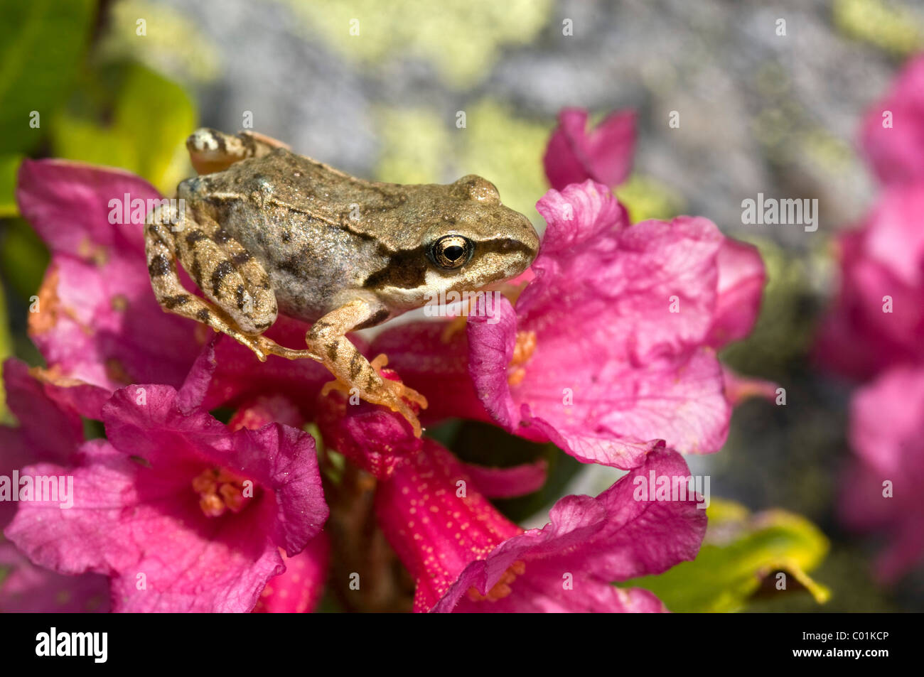 Grasfrosch (Rana Temporaria), juvenile, Rusty-leaved Alpenrose, Stockacher Boeden, Kuehtai, Tirol, Österreich, Europa Stockfoto