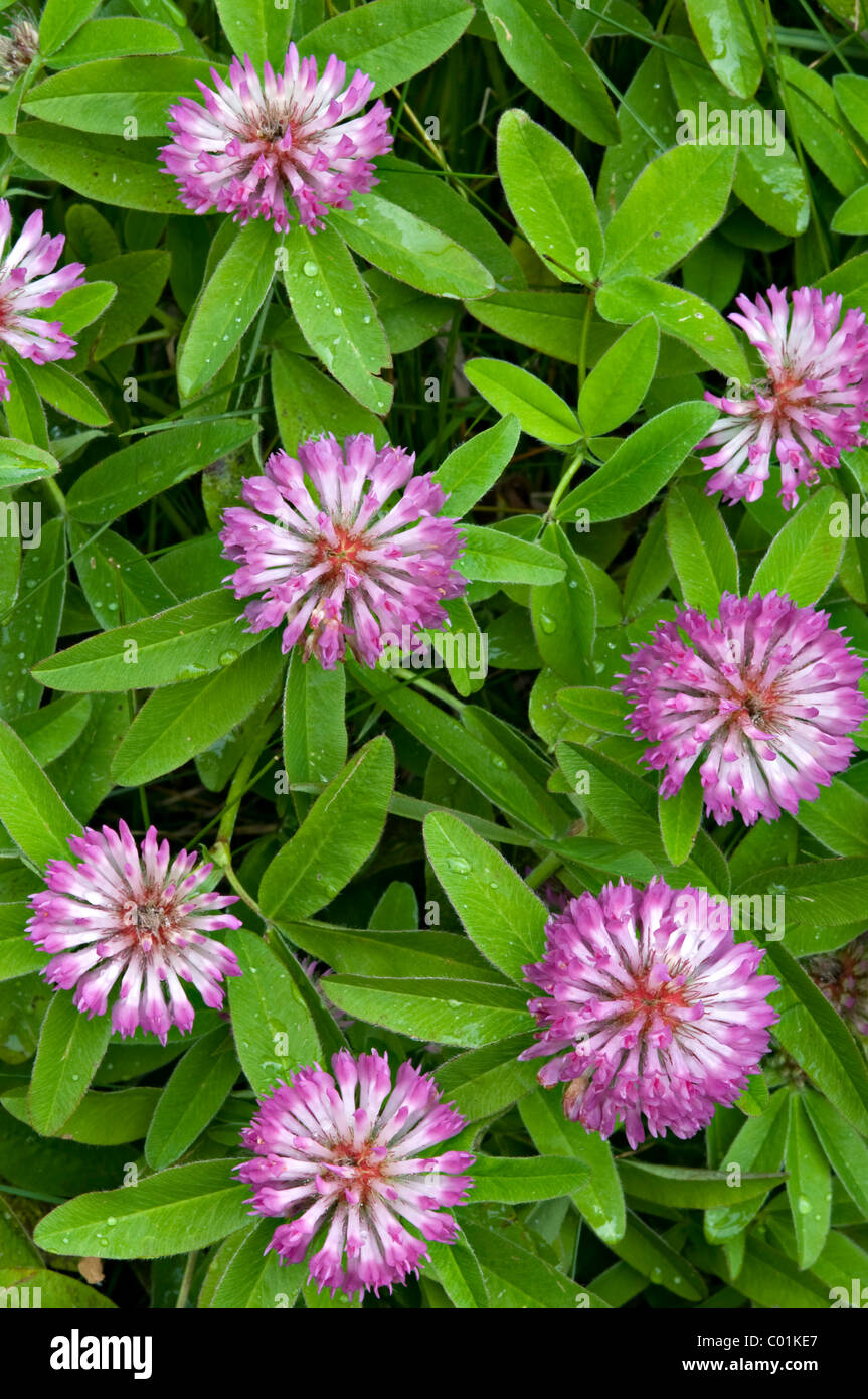 Alpine Klee (Trifolium Alpestre), Nationalpark Nockberge, Kärnten, Österreich, Europa Stockfoto