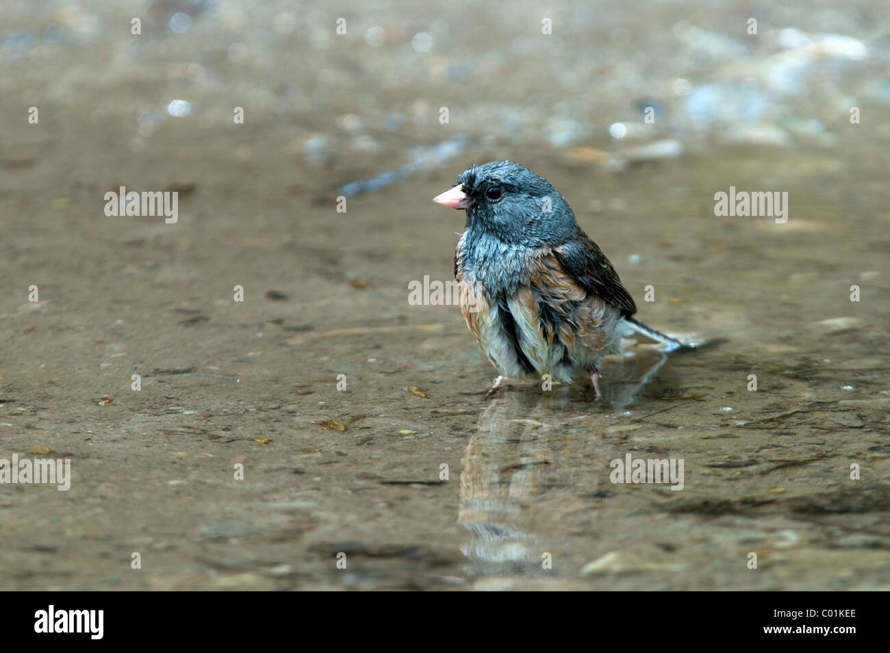 Dunkel-gemustertes Junco (Junco Hyemalis), Grand-Teton-Nationalpark, Wyoming, USA, Nordamerika Stockfoto
