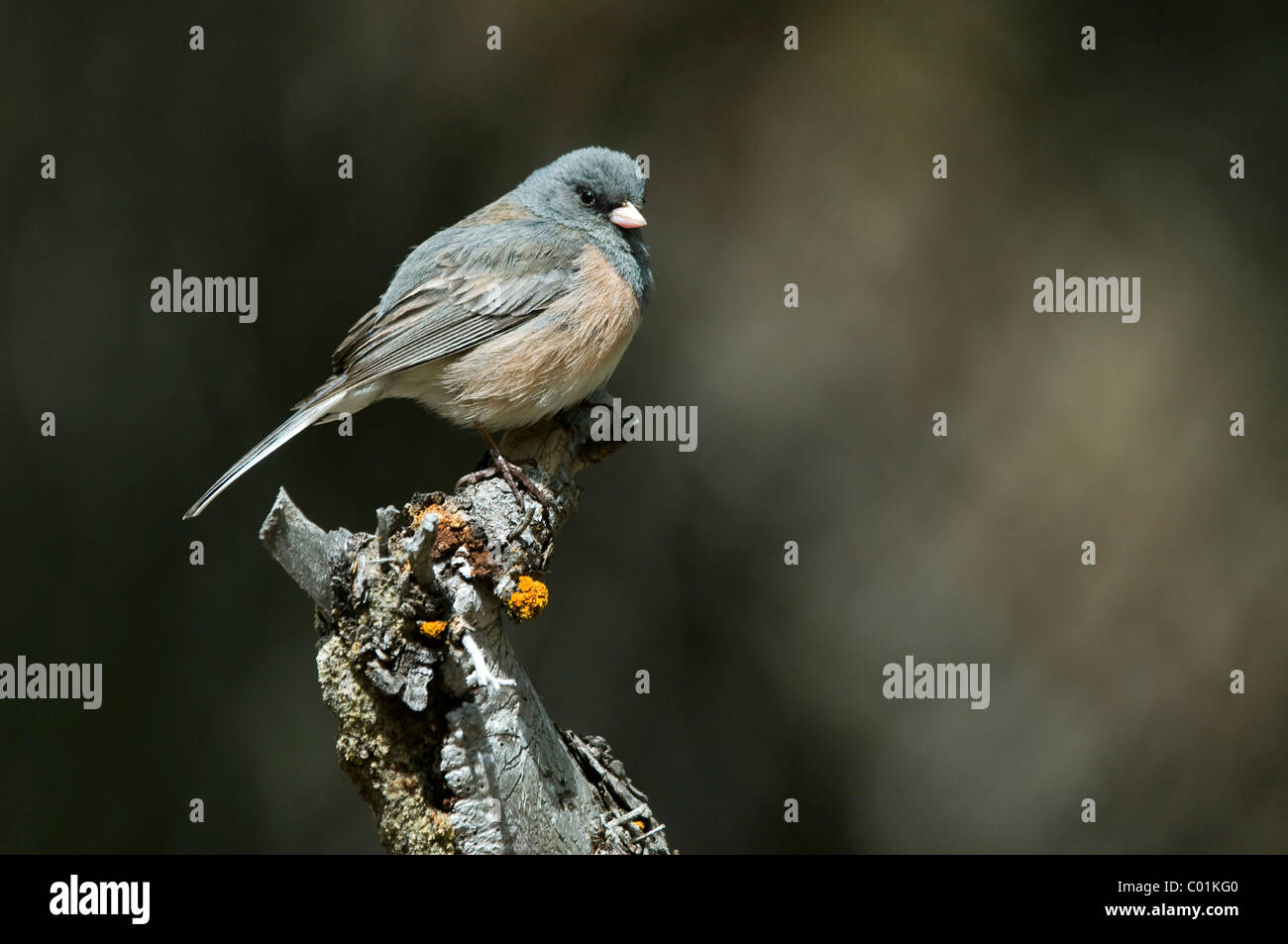 Dunkel-gemustertes Junco (Junco Hyemalis), Grand-Teton-Nationalpark, Wyoming, USA, Nordamerika Stockfoto