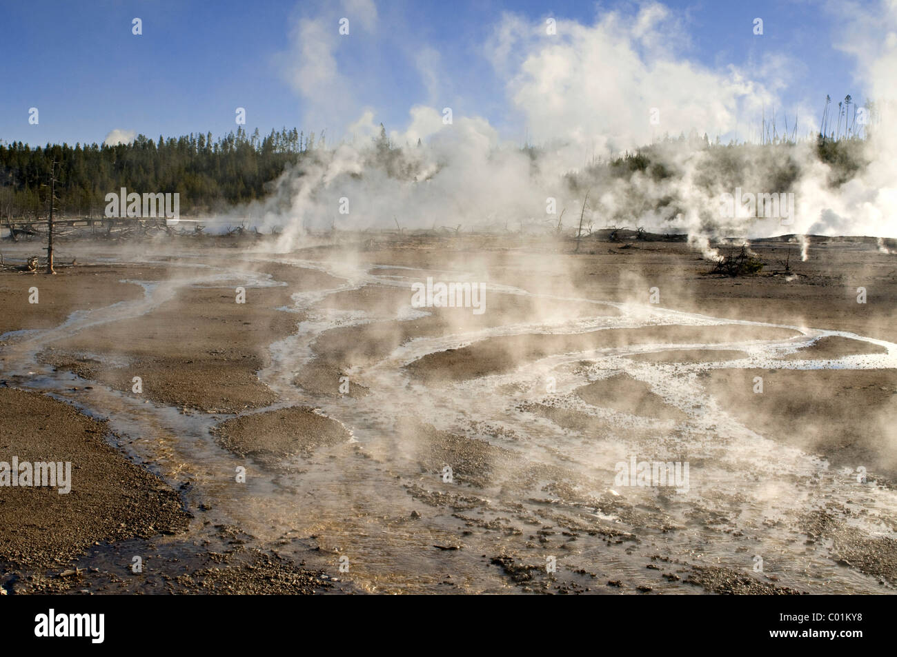 Norris Geyser Basin, Yellowstone-Nationalpark, Wyoming, USA, Nordamerika Stockfoto