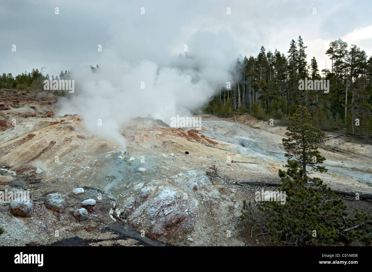 Norris Geyser Basin, Yellowstone-Nationalpark, Wyoming, USA, Nordamerika Stockfoto