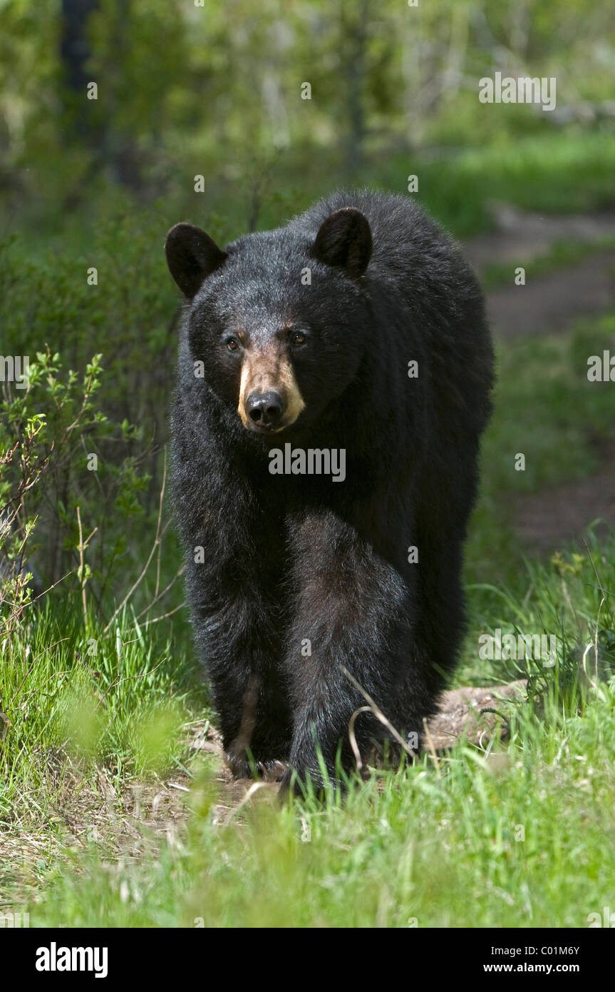 Amerikanische Schwarzbären (Ursus Americanus), Yellowstone-Nationalpark, Wyoming, USA, Nordamerika Stockfoto
