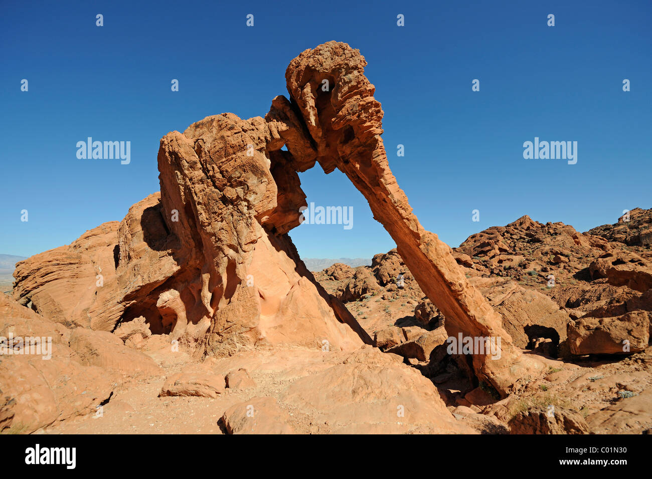 Elephant Rock, Rock-Formation bei Dämmerung, Valley of Fire State Park, Nevada, USA, Nordamerika Stockfoto