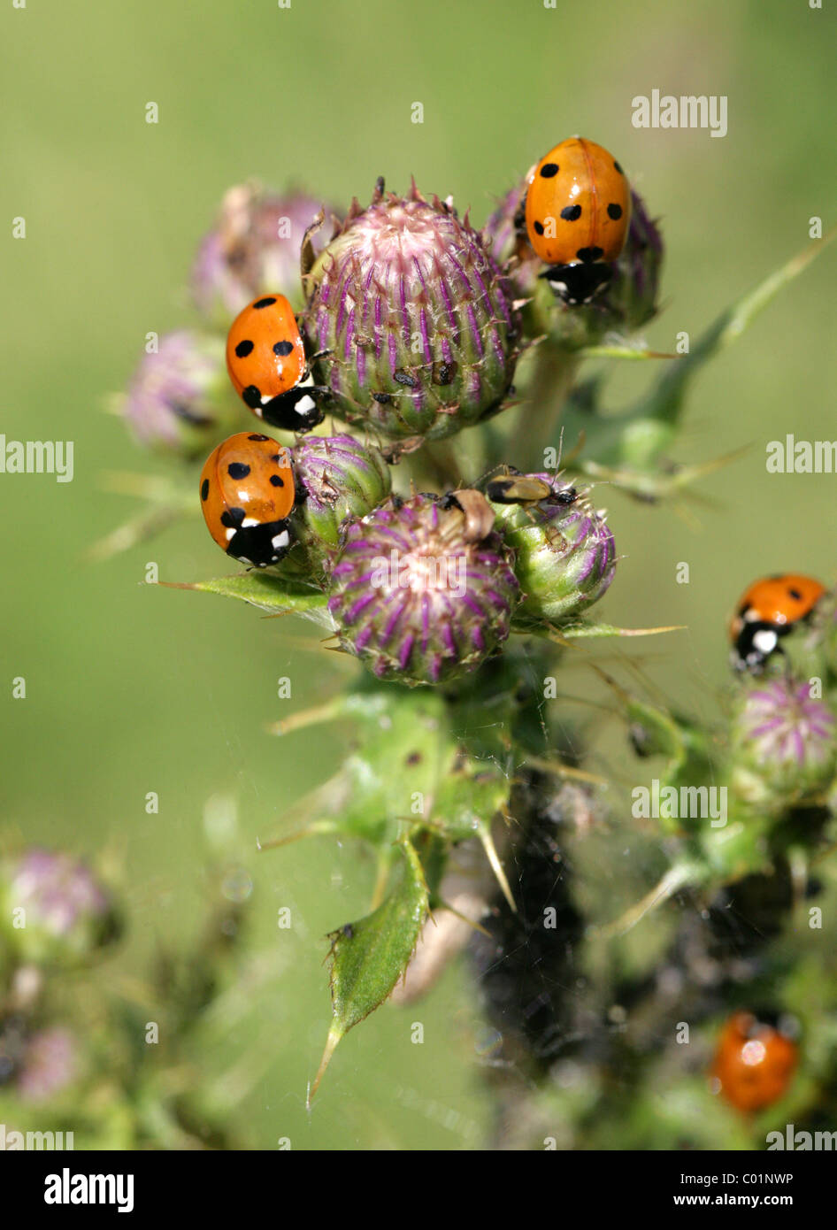 Sieben Spot Ladybird Käfer, Coccinella Septempunctata, Coccinellidae, Coleoptera. Stockfoto
