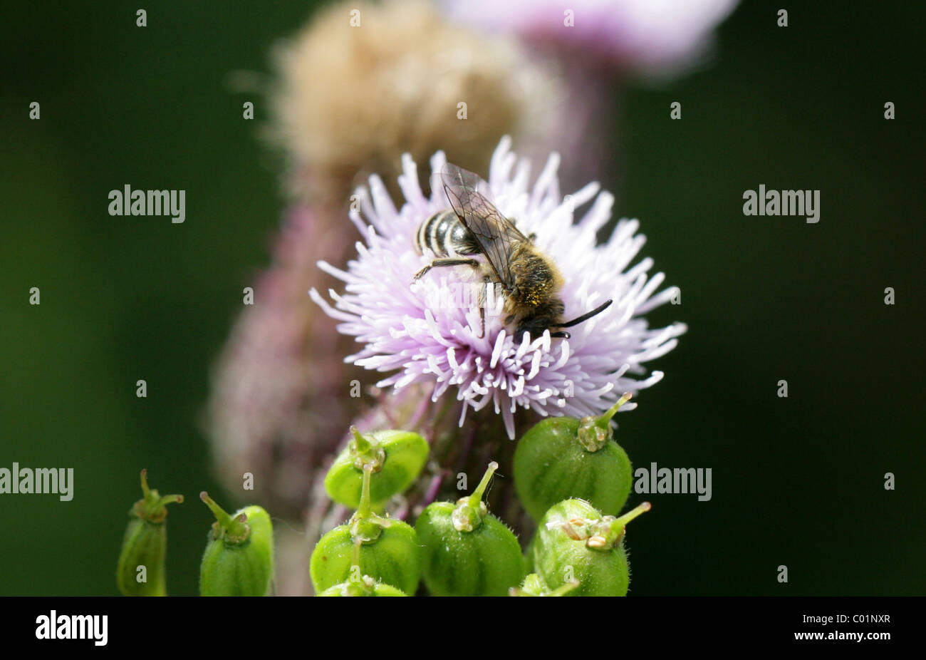 Davies' Mining Bee, Colletes Daviesanus, Holzbienen, Apoidea, Taillenwespen, Hymenoptera. Juli, Schach-Tal, Hertfordshire. Stockfoto