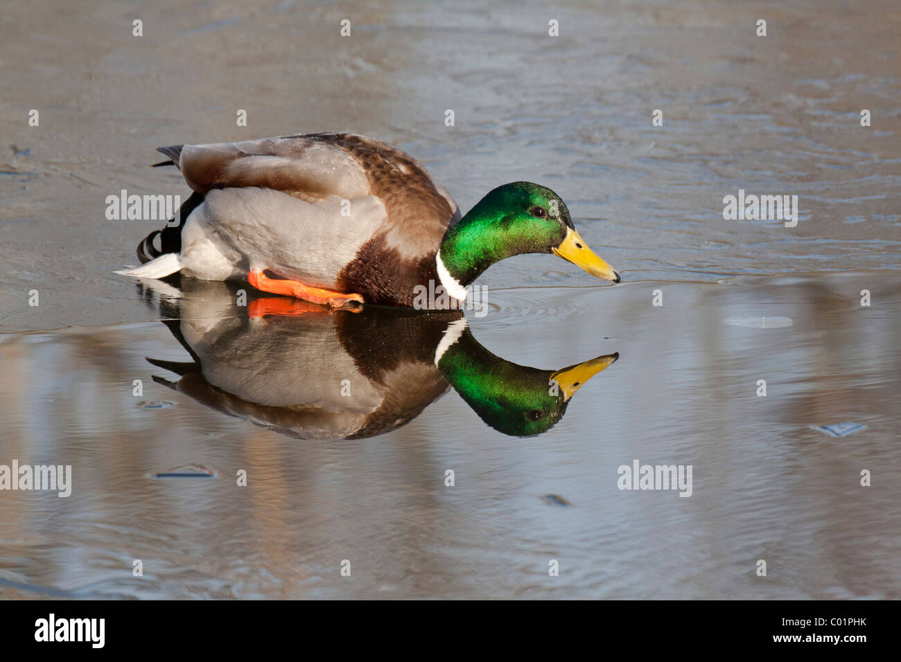 Mallard duck Drake zu Fuß auf gefrorenen Lagune-Victoria, British Columbia, Kanada. Stockfoto