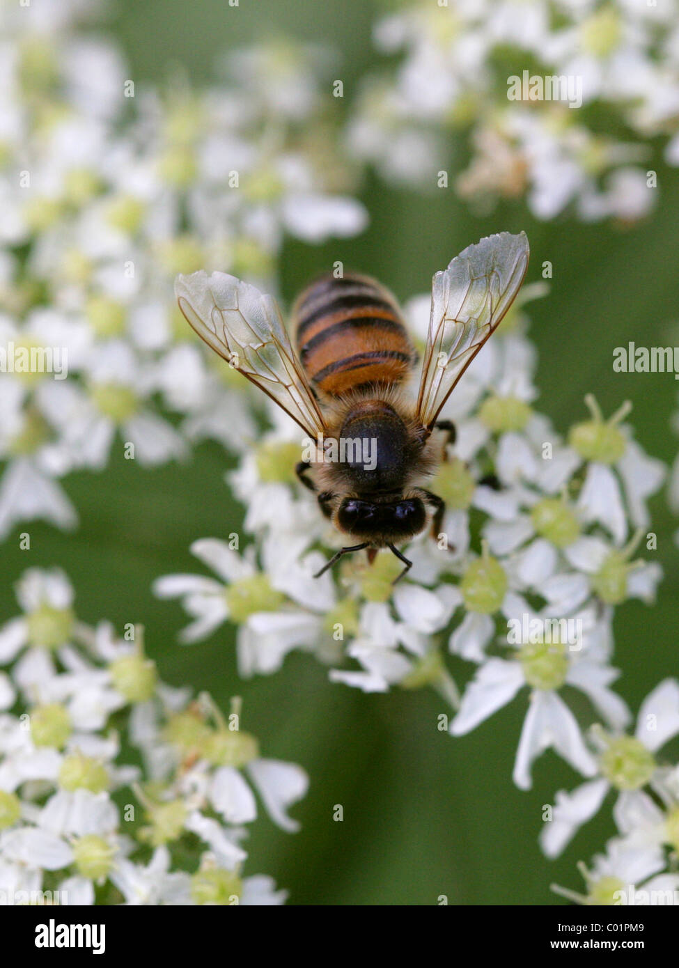 Europäische oder westliche Honigbiene, Apis Mellifera, Apinae, Apidae, Taillenwespen, Hymenoptera Syn Apis Mellifica Stockfoto