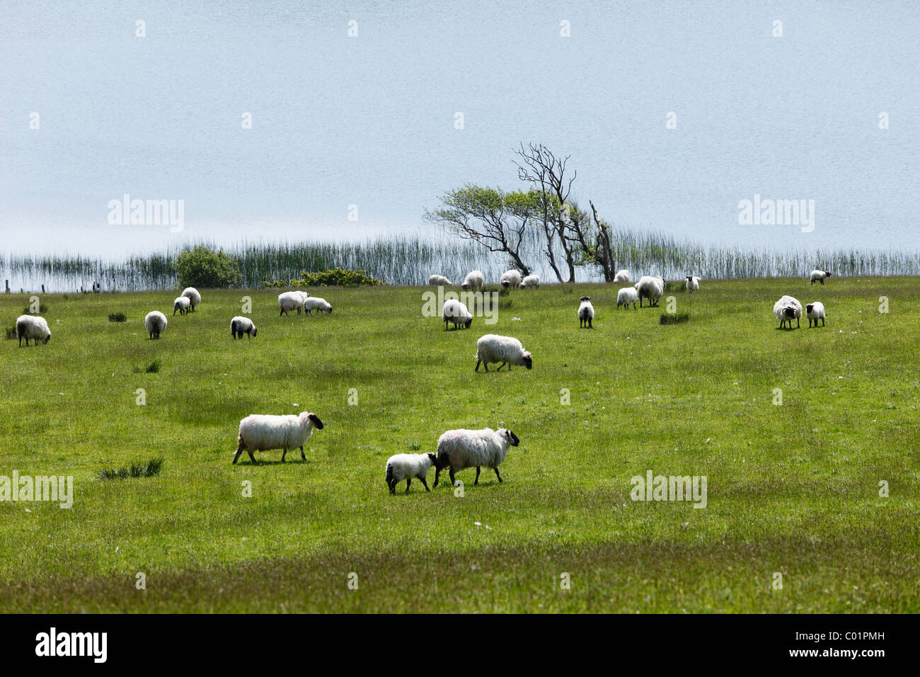 Schafherde auf der Weide, Ballynakill See, Connemara, County Galway, Republik Irland, Europa Stockfoto