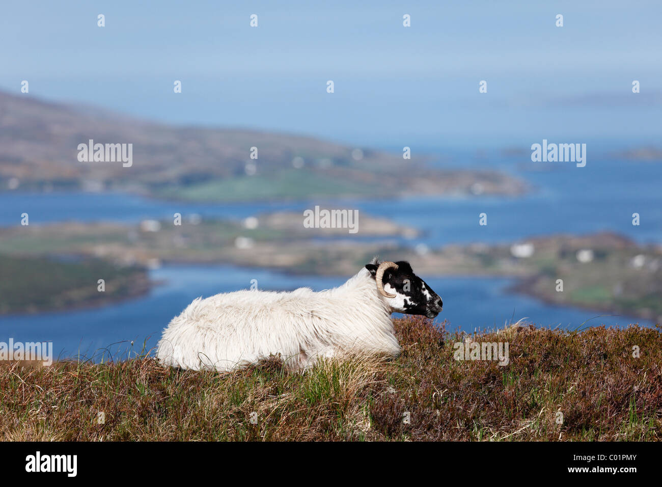 Schafe, Nationalpark Connemara, County Galway, Republik Irland, Europa Stockfoto