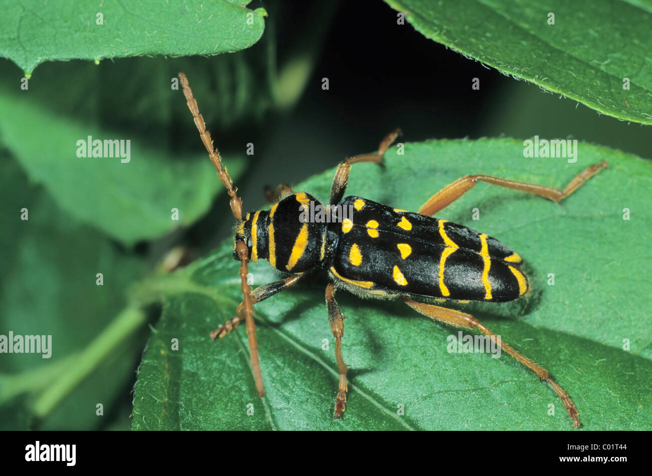 Longhorn Käferarten (Plagionotus Arcuatus) Stockfoto