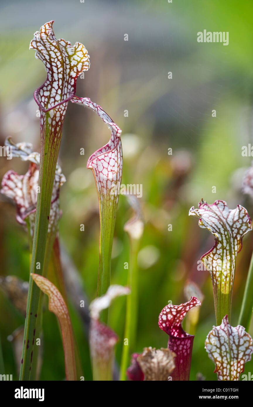 Schlauchpflanze (Sarracenia), fleischfressende Pflanze Stockfoto