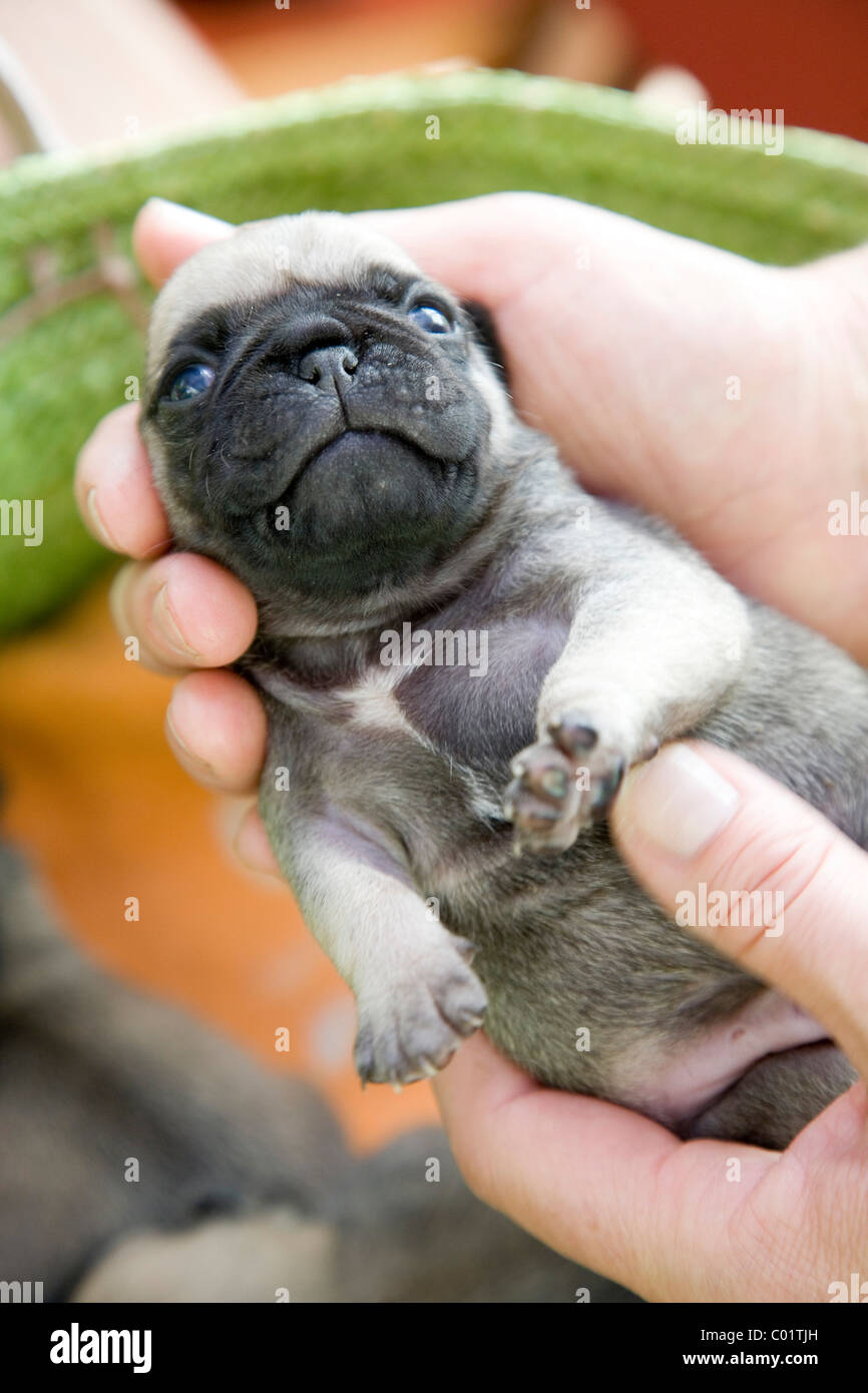 Eine zwei Wochen altes Baby Mops Welpen von Händen gehalten Stockfotografie  - Alamy