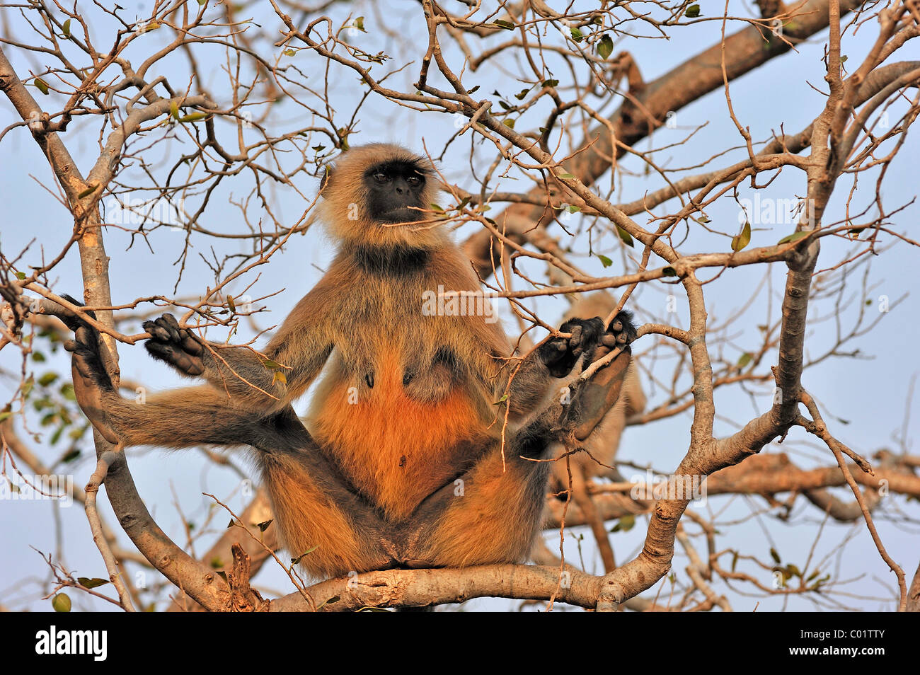 Getuftet grauen Languren (Semnopithecus Priamos), weibliche Kniebeugen auf einem Baum und beobachten neugierig seine Umgebung, Chittorgarh Stockfoto
