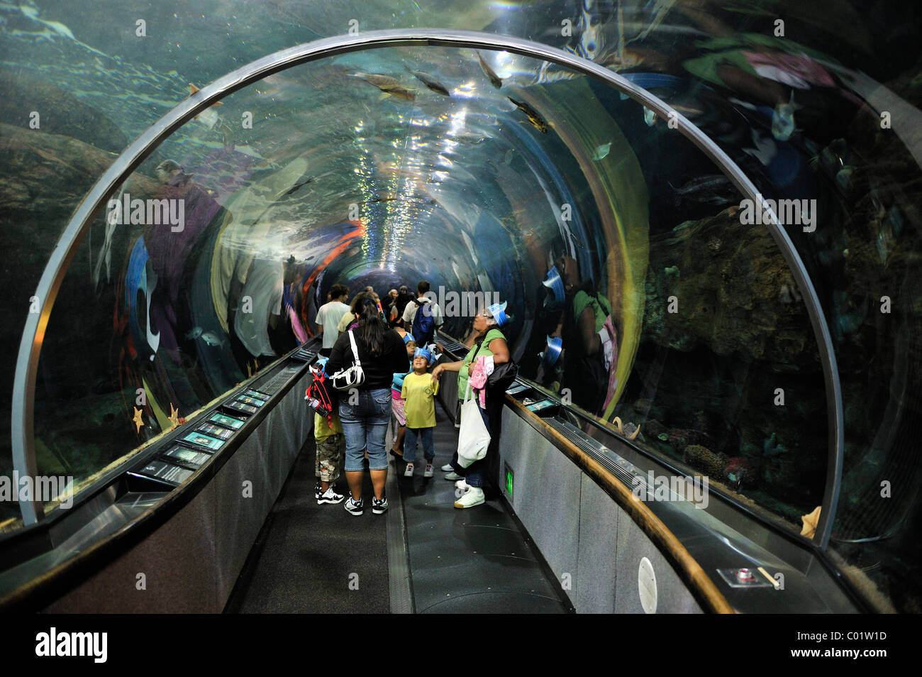 Besucher in einem Aquarium tunnel im "Aquarium by the Bay", San Francisco, Kalifornien, USA Stockfoto