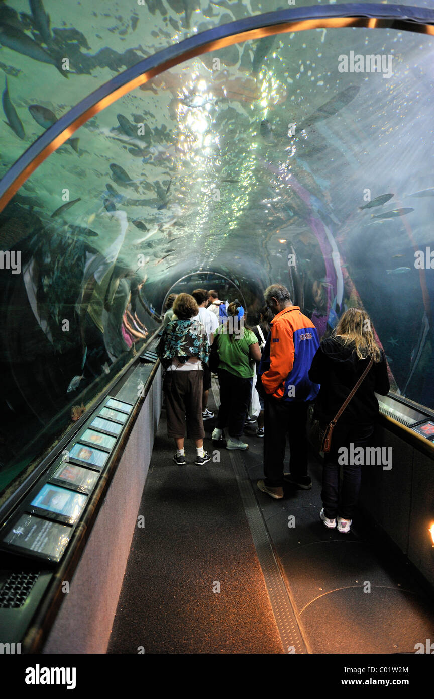 Besucher in einem Aquarium tunnel im "Aquarium by the Bay", San Francisco, Kalifornien, USA Stockfoto