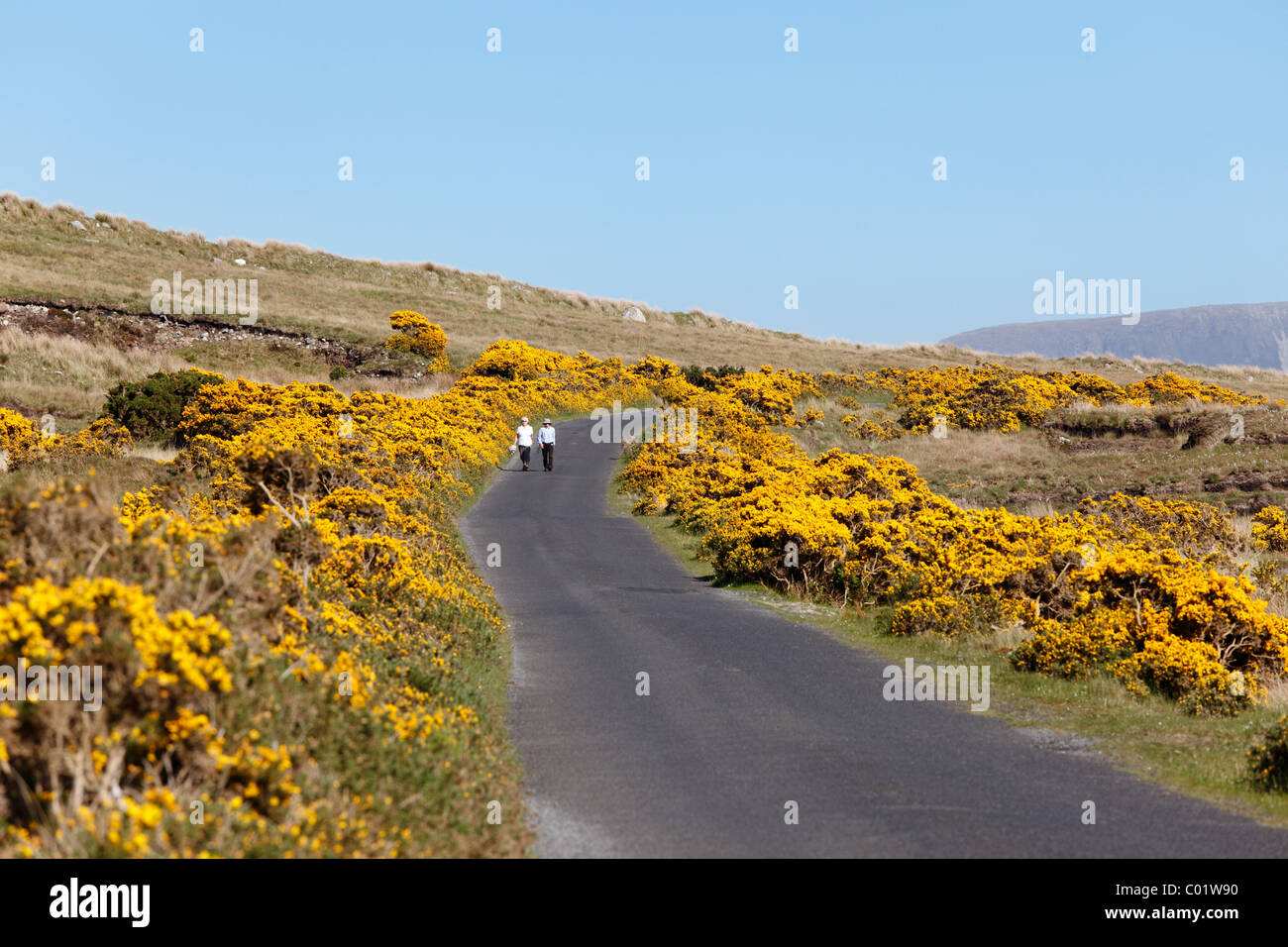 Landstraße und blühenden Ginster in der Nähe von Dooega, Achill Island, County Mayo, Provinz Connacht, Republik Irland, Europa Stockfoto