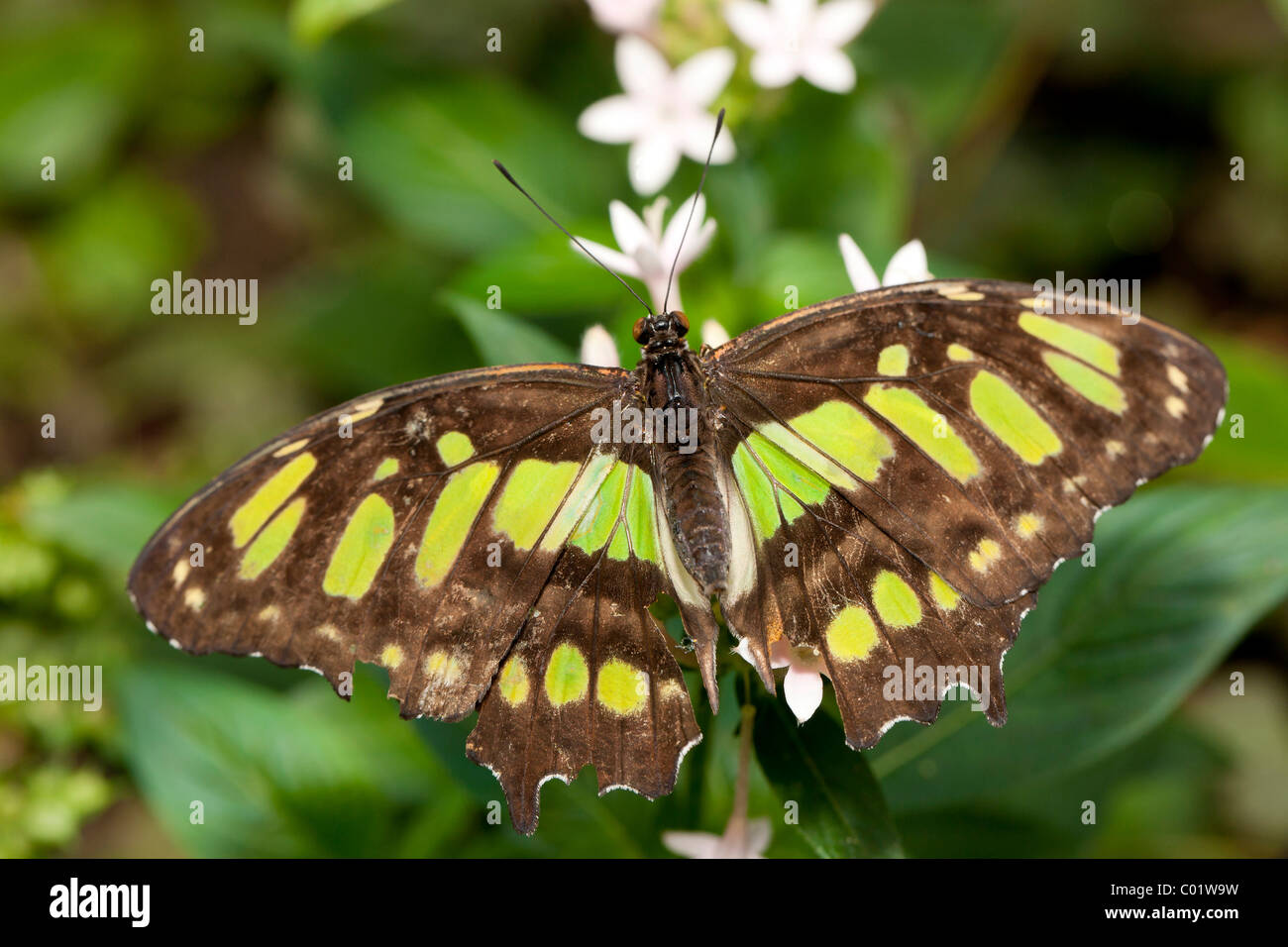 Malachit Schmetterling (Siproeta Stelenes) Stockfoto