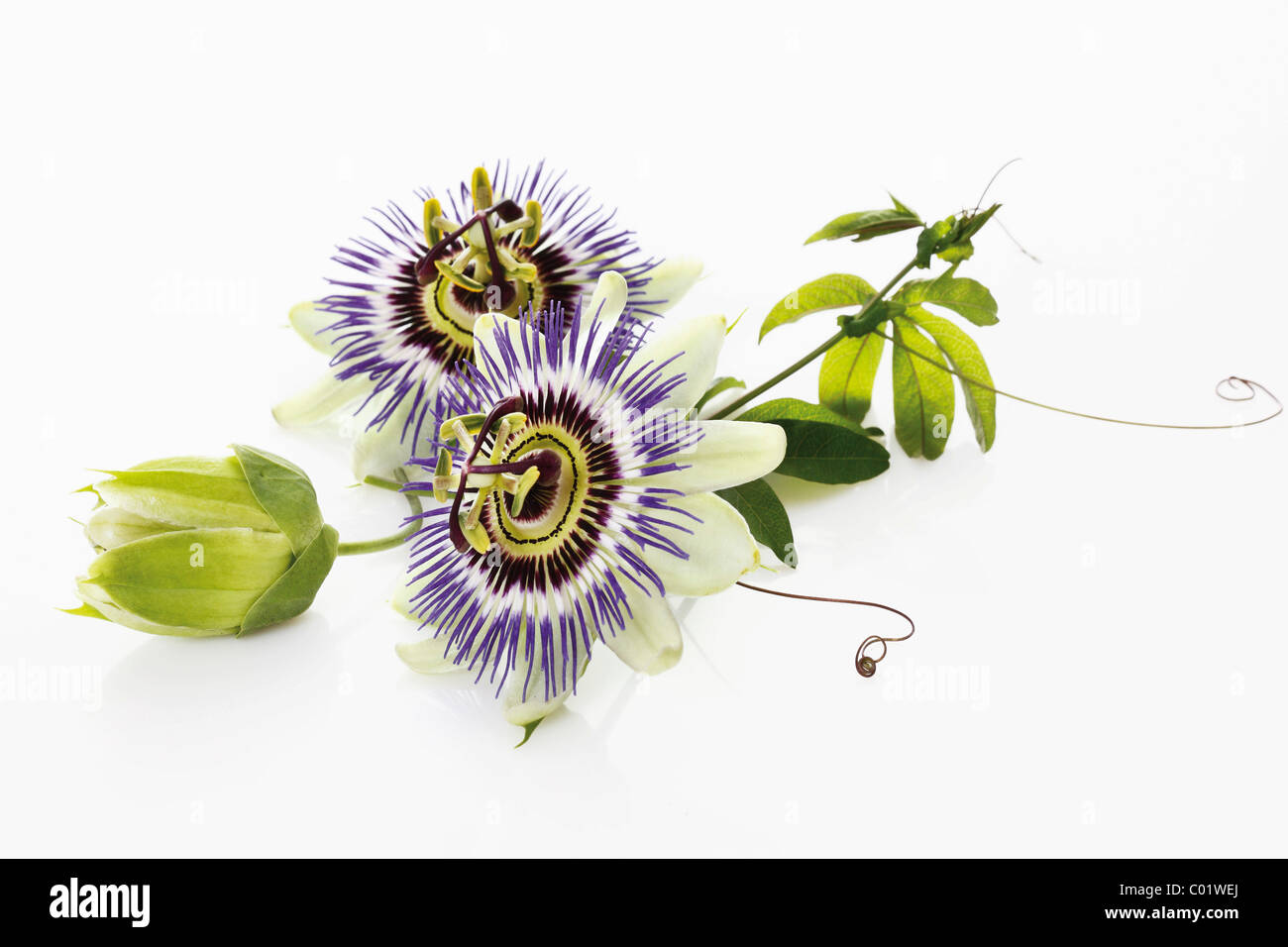 Passionsblume (Passifloraceae), mit Ranken und Blättern Stockfotografie