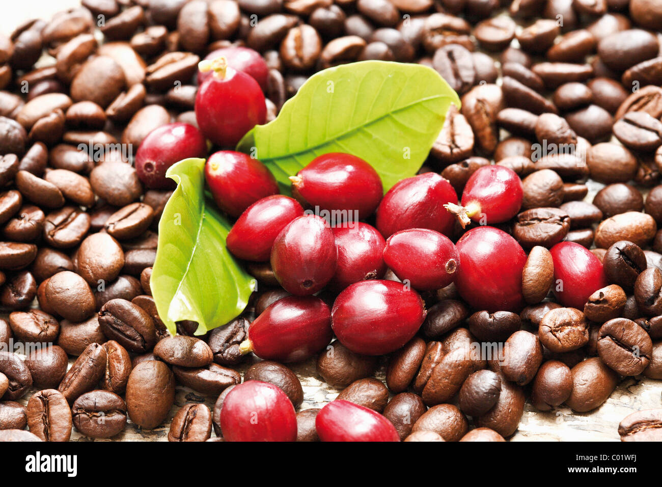 Rote Kaffeebeeren (Coffea Arabica) auf einem Bett aus Kaffeebohnen mit Kaffee Blätter Stockfoto