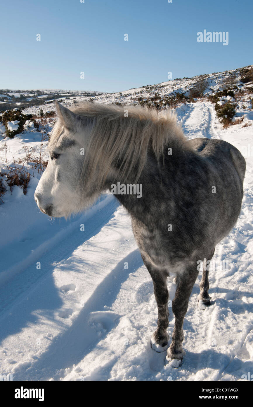 Dartmoor pony in winter snow Fotos und Bildmaterial in hoher