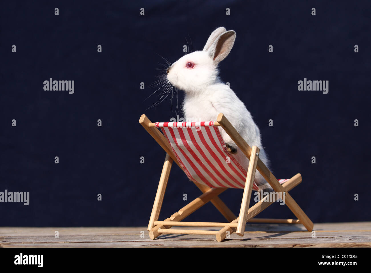 junge Kaninchen Stockfoto