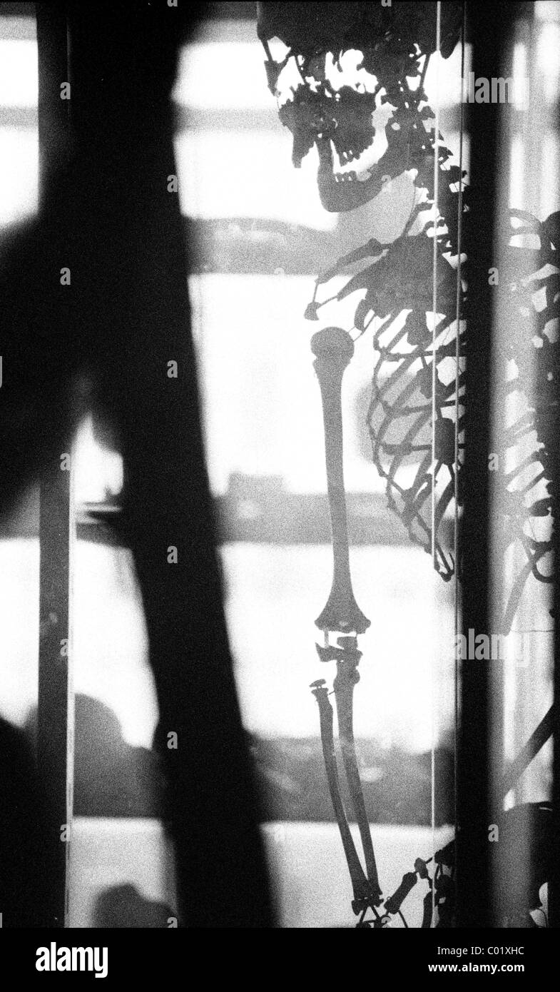 Anatomie, menschliches Skelett Stockfoto