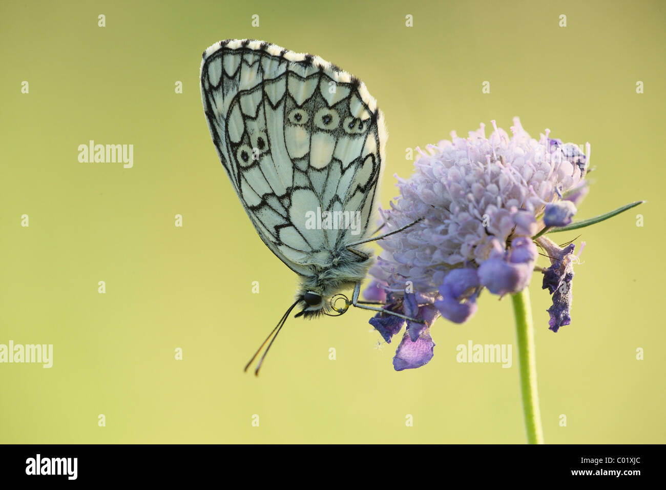 Schachbrettfalter (Melanargia Galathea) auf Klee im Morgenlicht, Deutschland, Europa Stockfoto