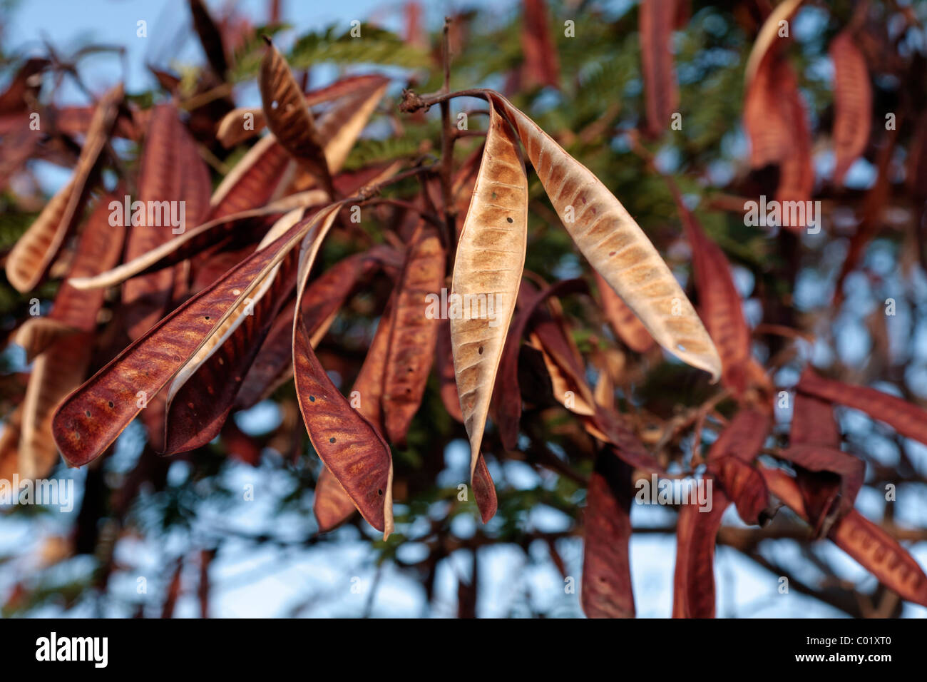 Flamboyant Tree Seeds Stockfotos und -bilder Kaufen - Alamy