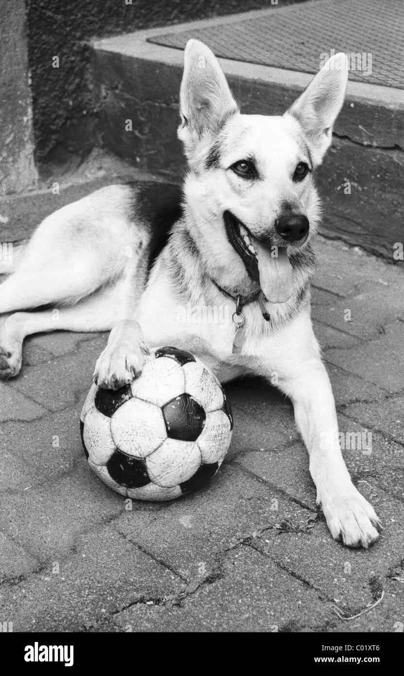 Hund und Fußball Stockfoto