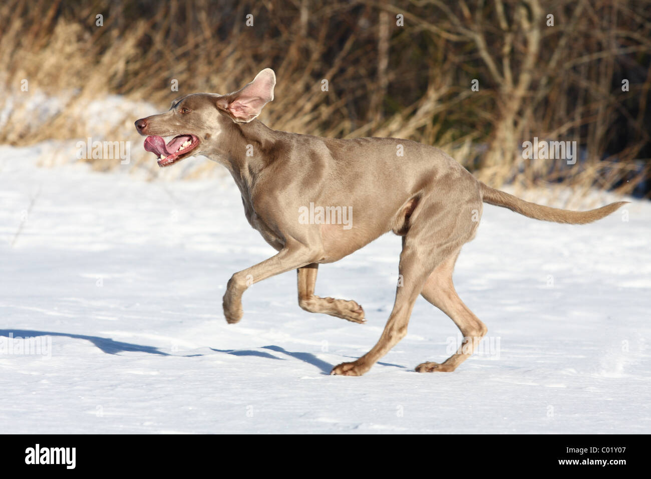 Weimaraner im Schnee Stockfoto