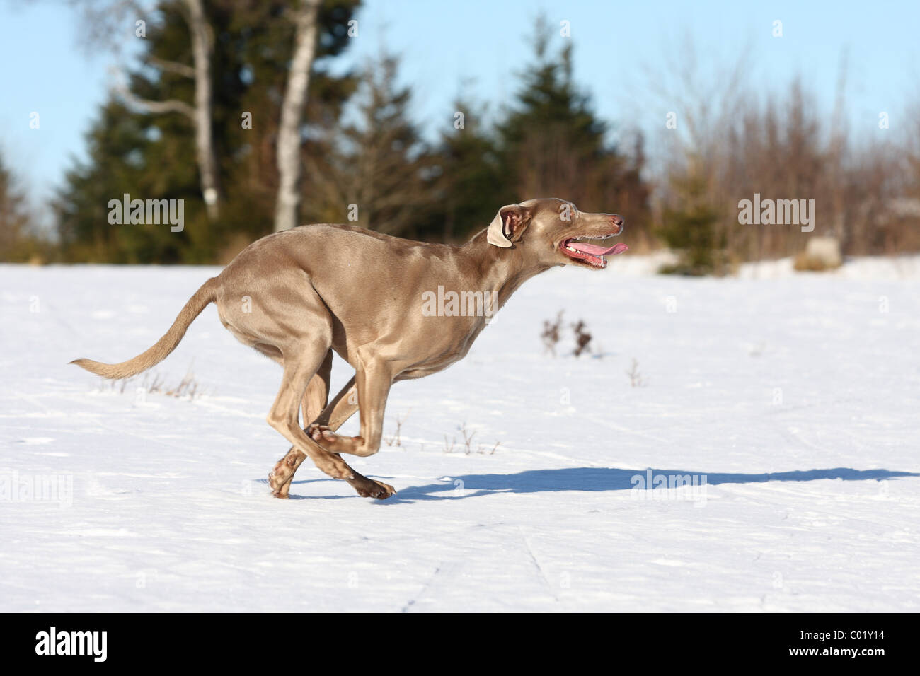 Weimaraner im Schnee Stockfoto