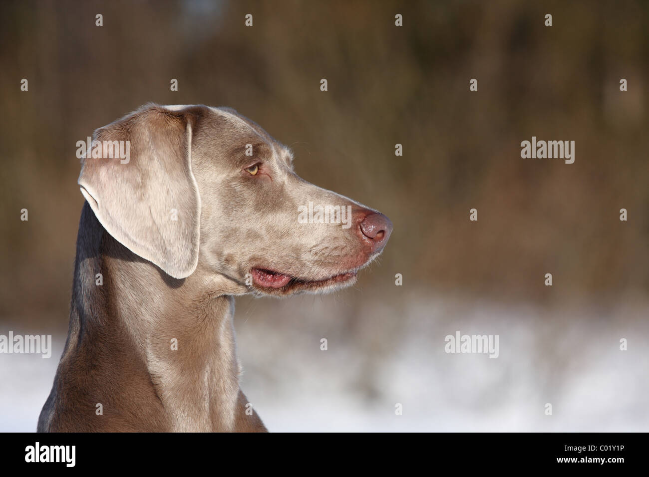 Weimaraner im Schnee Stockfoto