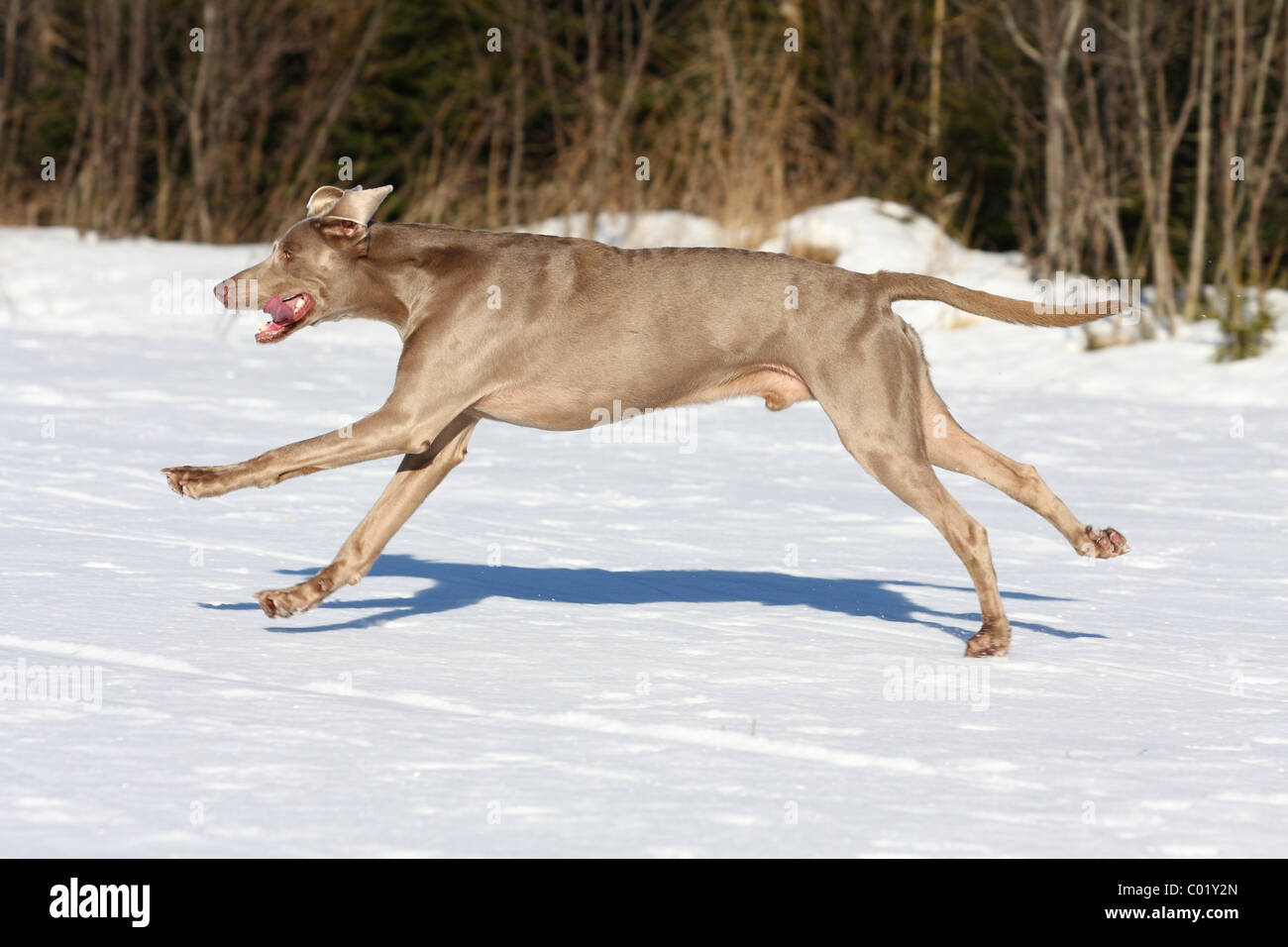 Weimaraner im Schnee Stockfoto
