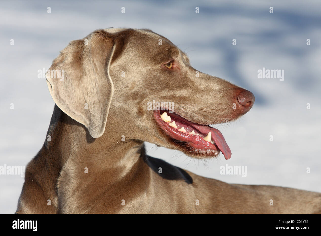 Weimaraner im Schnee Stockfoto