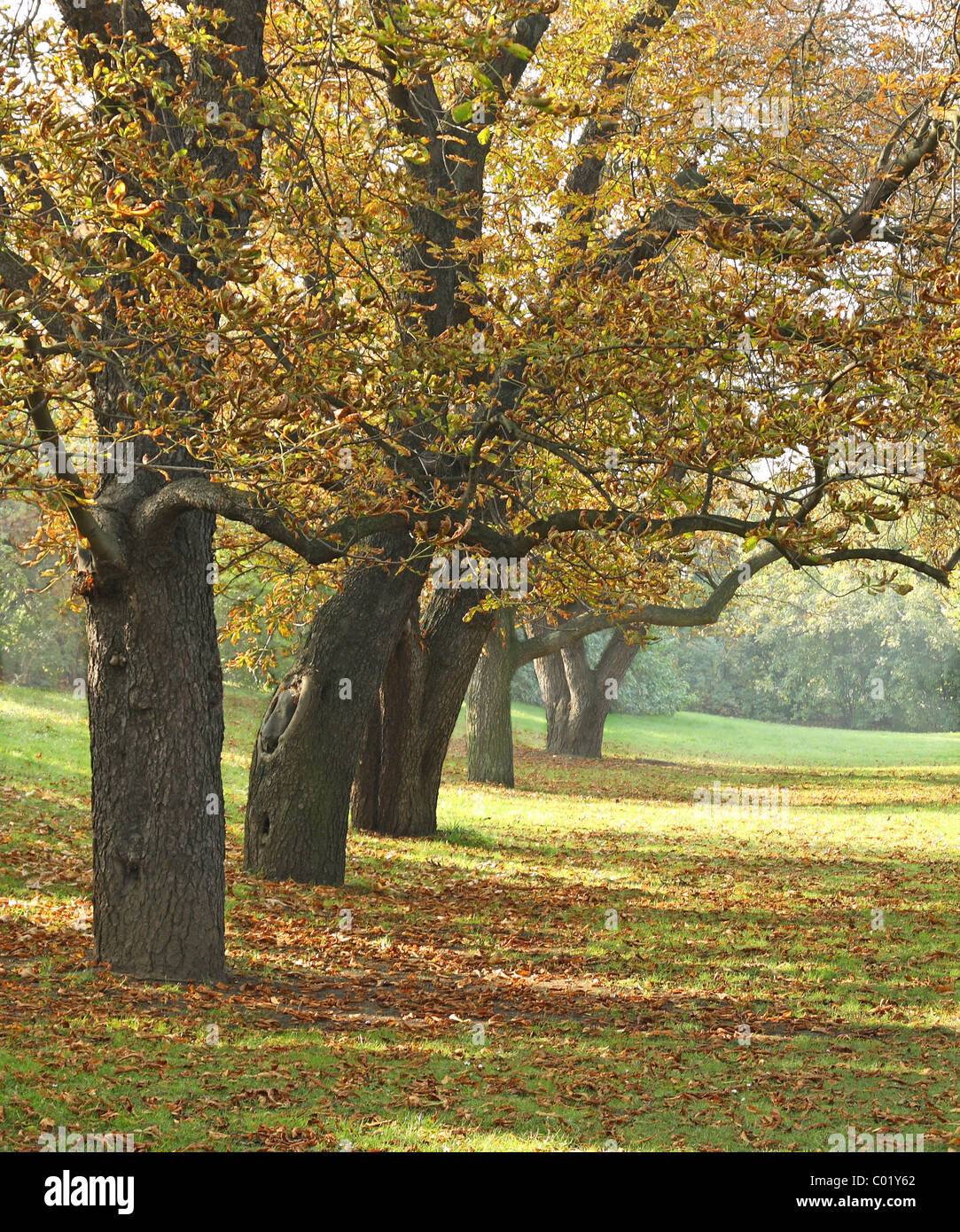 Große alte Kastanie im Herbst Stockfoto