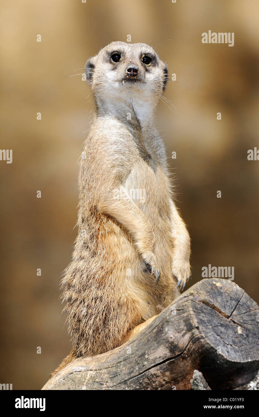 Erdmännchen (Suricata Suricatta), gerade aus Stockfoto