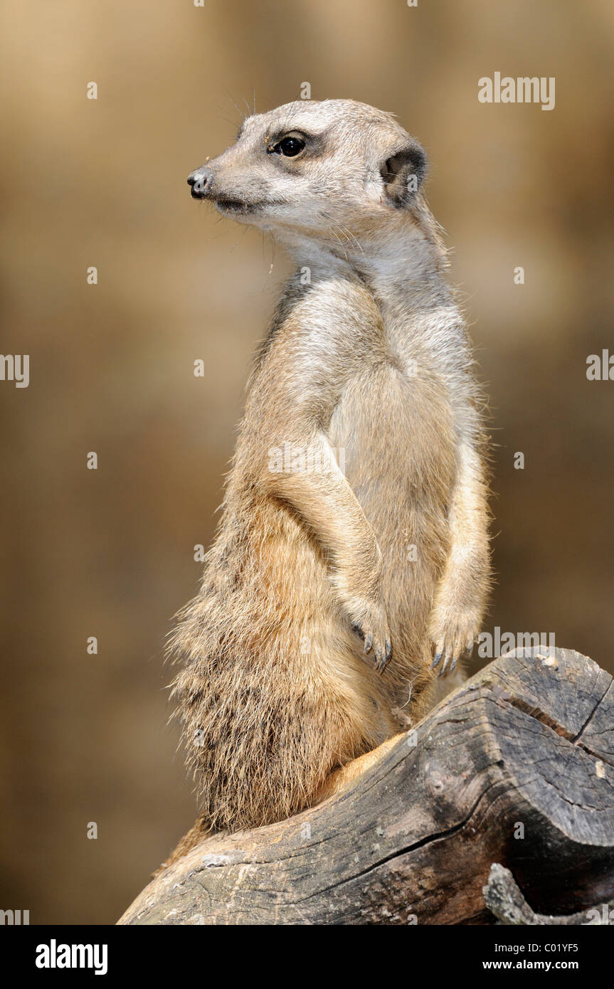 Erdmännchen (Suricata Suricatta), gerade aus Stockfoto